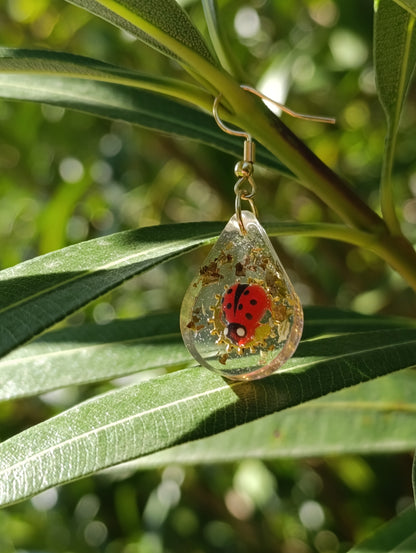 bouclesdoreillescoccinelles